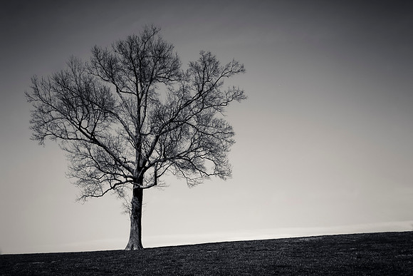 13-20140412-5D3M1709-1anologo