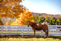 2024-10-27 Sagamore Farm fall colors